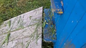 ПЧЁЛЫ . БЕНЗОКОСА.РЕЗУЛЬТАТ ПОКОСА ТРАВЫ ПОД УЛЬЯМИ .