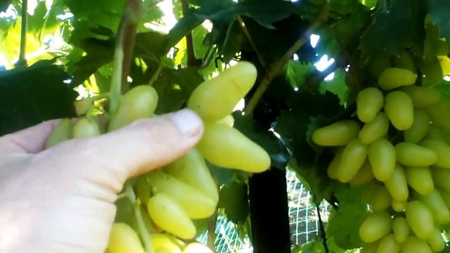 Призентация новейшей ГФ ПОДАРОК БЕЛАРУСИ БЕЛЫЙ (ПББ). смотреть онлайн