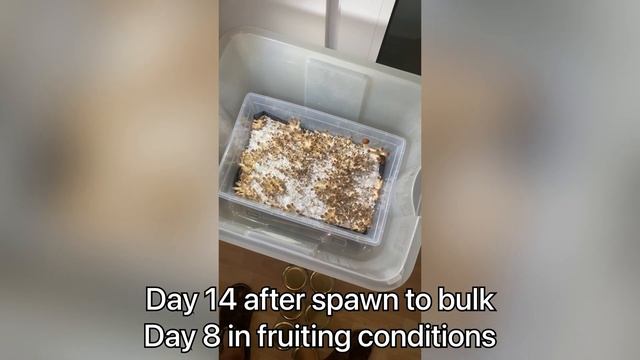 My first monotub FULL canopy ! смотреть онлайн