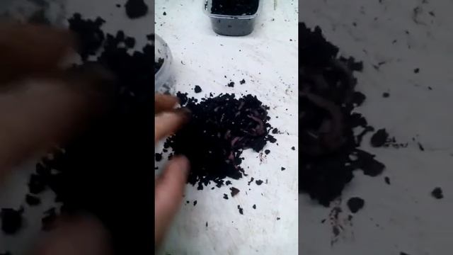 Дендробена для рыбалки