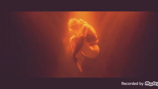 я пчела ты Пчеловод А мы любим мед