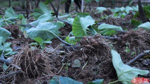 The life of taro…and pepper is today’s treat 芋头的一生,辣椒…是送的丨Liziqi Channel