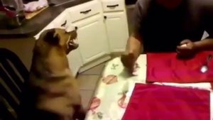 Собака против человека