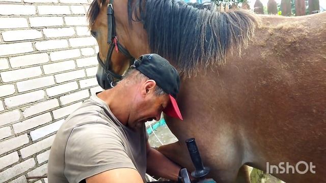 ЛОШАДИ/РАСЧИСТКА КОПЫТ ЖЕРЕБЧИКУ САЛЮТУ/horses/hoof trimming смотреть онлайн
