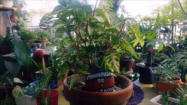 CARE AND NEEDS OF IRESINE PLANT!!! смотреть онлайн