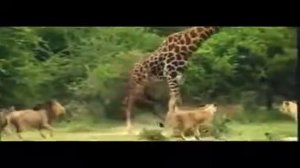 львы охота на жирафа