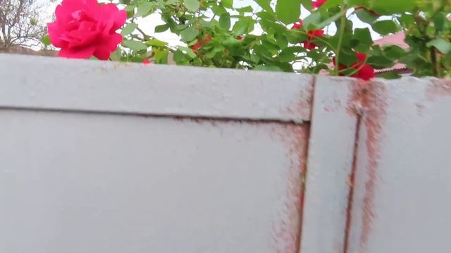 Прогулка по Майкопу. Красивая набережная у реки Белой. Бабочки.  Купили чайник