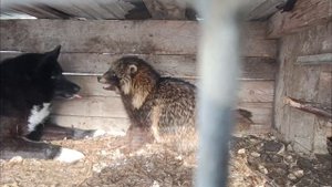 ЗСЛ и РЕЛ РАБОТА В ПАРЕ ПО КАБАНУ/ ОБУЧЕНИЕ / ПРИТРАВКА НА ЕНОТА/