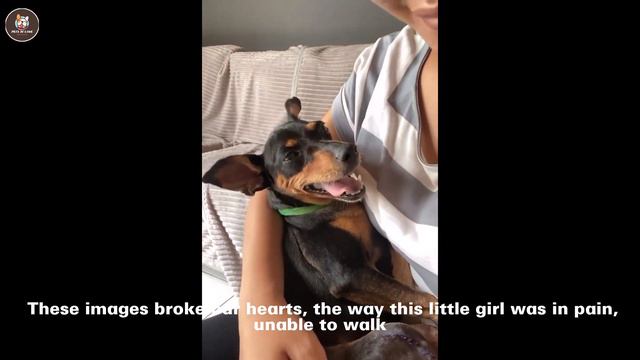 Poor Dog Spent Whole Life in His Cage after Choosing a Wrong Owner