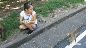 Два раза укусили и чуть не отлупили… кормление обезьян (Часть 2)