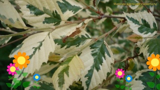 Береза чёрная на штамбе Шилох Сплаш. Краткий обзор, описание betula nigra Shiloh Splash