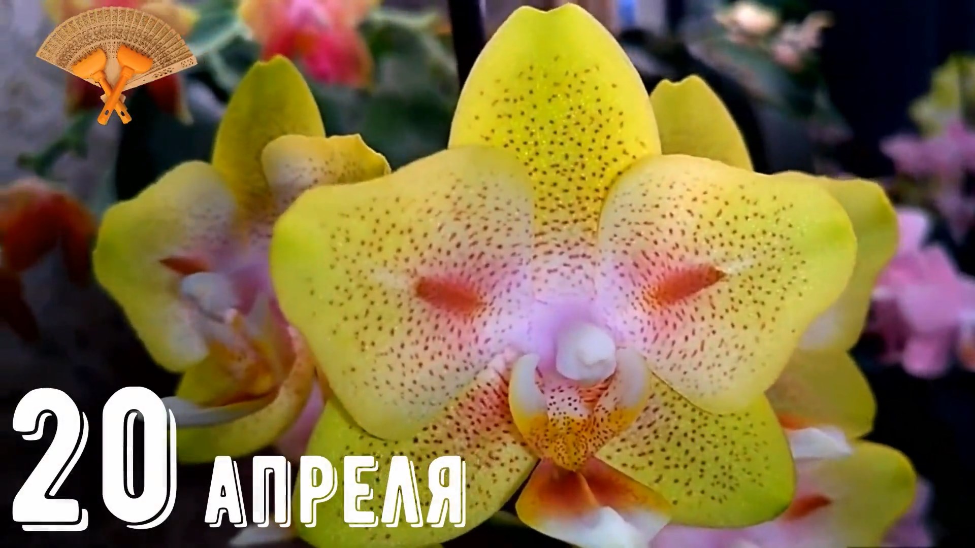 Грабли веерные Для любителей канала Грабли Лайф 20-30. 04.2022.mp4