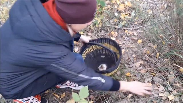 #УхожуЯВМирПриродыОсень - Омская область, Омский район, с. Розовка смотреть онлайн