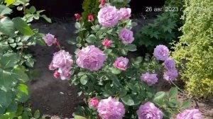 Роза "Флорибунда Новалис". Татарстан