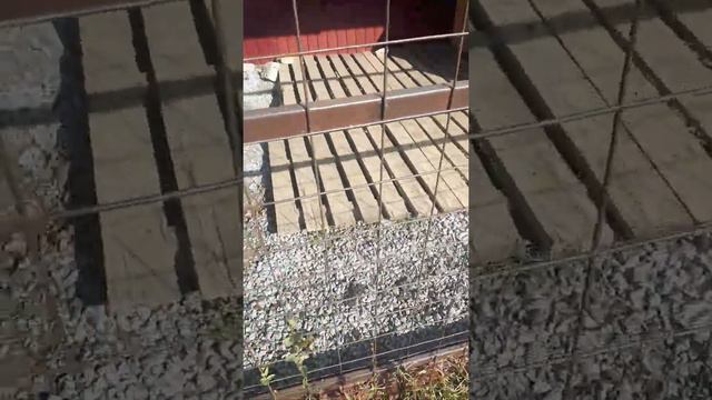 русская пегая гончая Гобой 1 год😀 смотреть онлайн