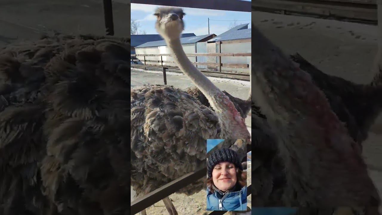 страусы смотреть онлайн