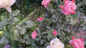 Роза Мари Кюри.