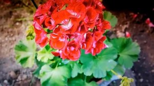 Pelargonie (Pelargonium)