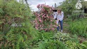 Самая ШИКАРНАЯ РОЗА! Аня собирает лепестки на варенье и черенкует сорт Джон Девис