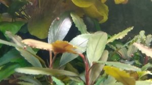 Аквариум с буцефаландрами, анубиасами,немфеей Раджа,креветками и неонами.