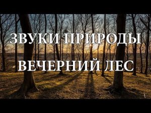 ВЕЧЕРНИЙ ЛЕС, ВОЛШЕБНОЕ ПЕНИЕ ПТИЦ _ ЗВУКИ ПРИРОДЫ HD