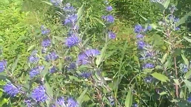 kariopteris 9. 9. 2014. смотреть онлайн