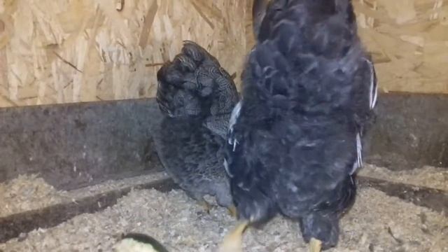 Карликовый виандот. Серебро двойное окаймление. смотреть онлайн