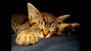 Мурчание кошки | Cat purring | Мурлыканье кошки для сна и успокоения | Урчание кошки| Трещание кошк