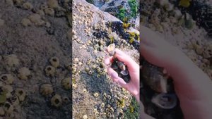 Морские улитки, трубач, рапан. Собираю в бухте Нагаева. ???