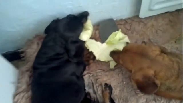 Помогают солить капусту смотреть онлайн