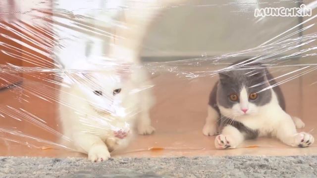 Do Cats Like Hugs? | Compilation смотреть онлайн