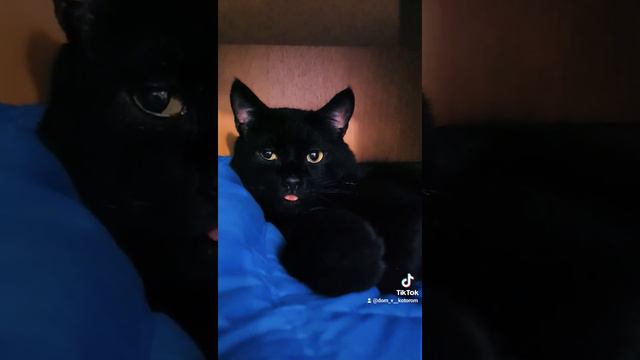 БОСС МАФИИ😎КОТАШИ❤❤ смотреть онлайн