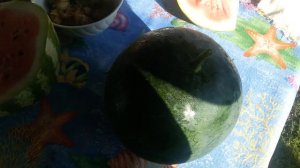 Арбуз и Дыни в Теплице (3Ч) (ВЛАДИМИРСКАЯ ОБЛ)-режем Арбуз