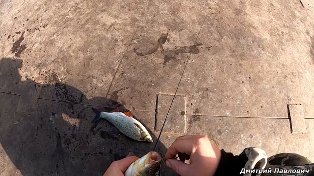 Эта блесна сводит рыбу с ума!!! ЛАПТИ-ЯЗИ ДАВЯТ КАК СЛОНЫ!!! Рыбалка на спиннинг!!!