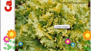 Салат Азарт (Салат Azart). Краткий обзор, описание характеристик, где купить семена Azart