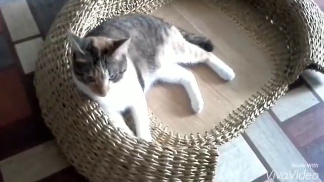 Кошкин дом "Вигвам" и лежак смотреть онлайн