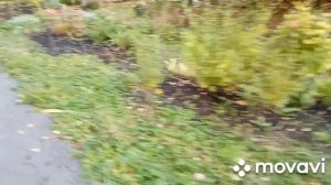 Так я сохраняю черенки роз до весны, небольшой обзор цветочков