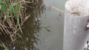 Рыбалка ловля огромных карпов бешенный клёв!!!06.05.2020