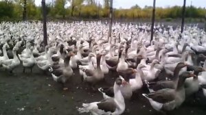 ОГРОМНОЕ СТАДО ГУСЕЙ