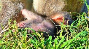 Update...Finally, The umbilical cord was cut out from mother Viola and newly baby monkey.