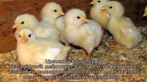 Тетрагидровит для цыплят бройлеров