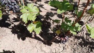 ГФ Винограда АИДА (Калугин В.М.). 08.09.2023г.