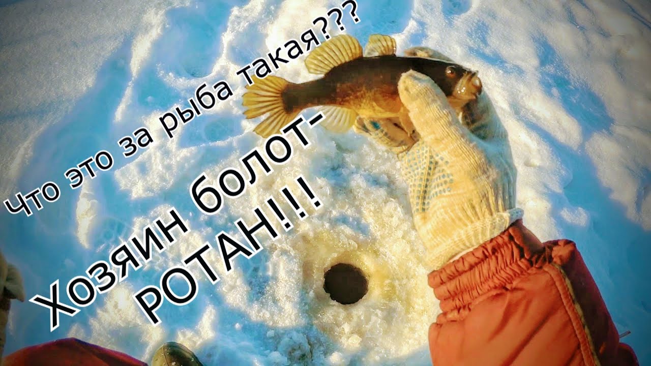 Ловля РОТАНА на мормышку!Зимняя рыбалка в Сибири!