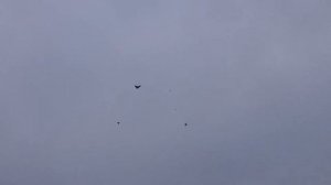 Бескружные голуби  Воронежская область