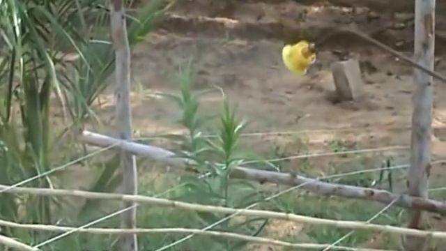 Gloriosa Superba Horticulture Medicinal Seeds смотреть онлайн