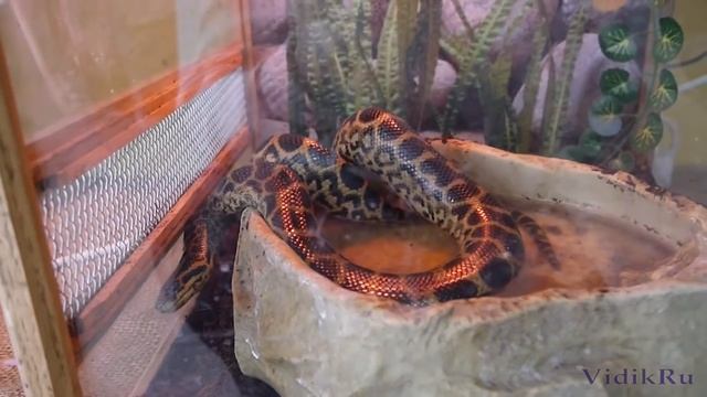 Анаконда южная (парагвайская, желтая). смотреть онлайн