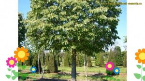 Липа мелколистная грин глоб. Краткий обзор, описание характеристик tilia cordata Green Globe