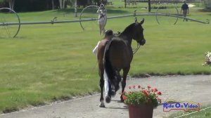 425J1 Caroline Dein on Tropic Delight Novice 3-Day FEI Jog 1 Rebecca Farm July 2017