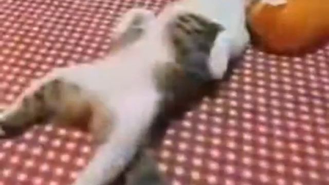 Смешное видео про кошек, собак и других животных смотреть онлайн