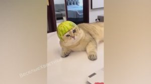 СМЕШНЫЕ ЖИВОТНЫЕ 2023 ЛУЧШИЕ ПРИКОЛЫ С КОТАМИ И CОБАКАМИ